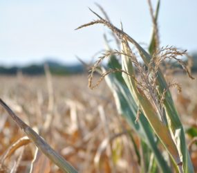 Sécheresse : les paysans n’ont pas besoin de produits financiers toxiques mais d’un changement ambitieux des pratiques agricoles